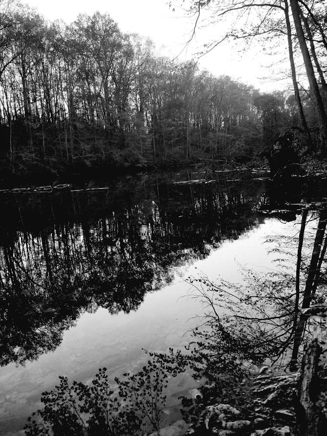 Bare trees reflect in calm water creating a moody, monochromatic forest scene