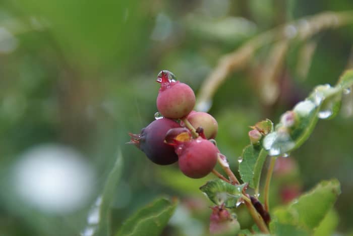 Dewdrops cling to ripe blueberries on a branch with a soft green background