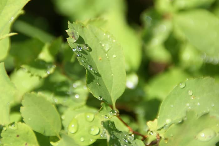 Close-up of green leaves with sparkling water droplets after rain
