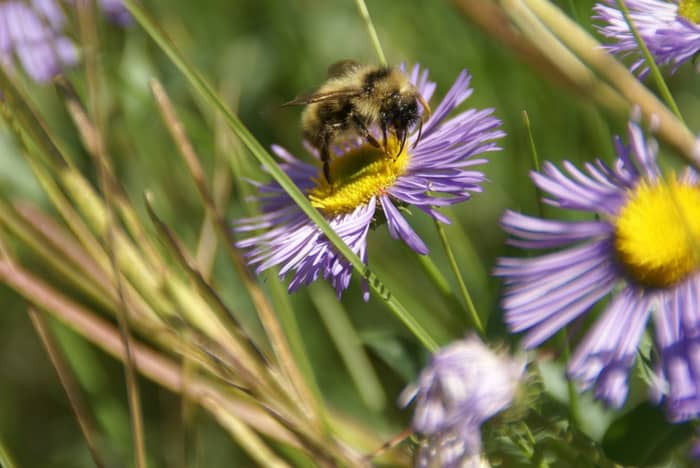 Fuzzy bumblebee collects nectar from a vibrant purple aster in a sunny meadow