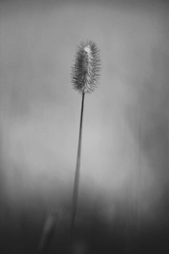 Close-up black and white of a single fluffy grass seed head against a soft background
