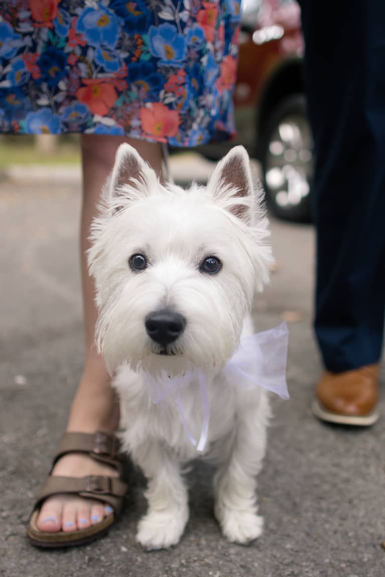 A white Westie dog wears a bow at an outdoor wedding ceremony